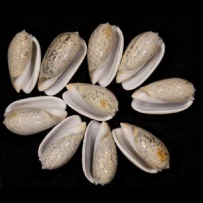 画像1: フクレマクラ  SALE!