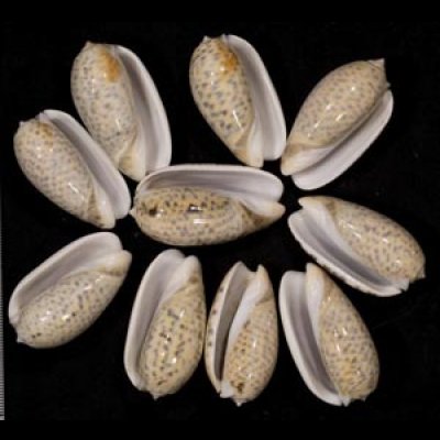 画像1: フクレマクラ  SALE!