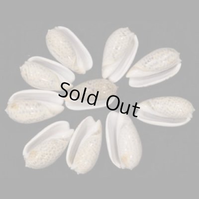 画像1: フクレマクラ  SALE!