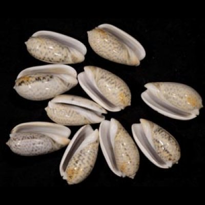 画像1: フクレマクラ  SALE!