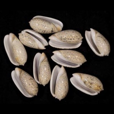 画像1: フクレマクラ  SALE!