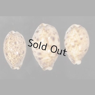 画像1: ニシノヒメホシダカラ