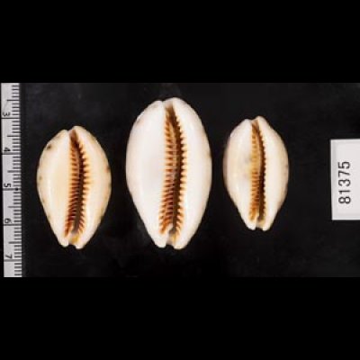 画像2: ニシノヒメホシダカラ