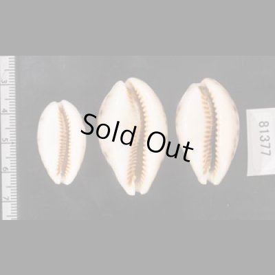 画像2: ニシノヒメホシダカラ