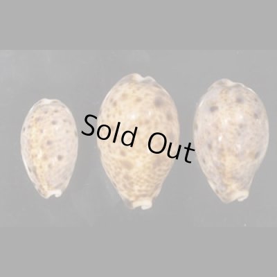 画像1: ニシノヒメホシダカラ