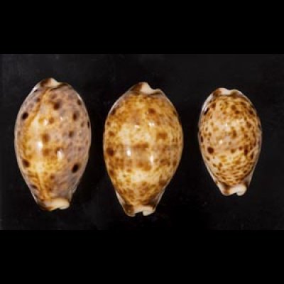 画像1: ニシノヒメホシダカラ