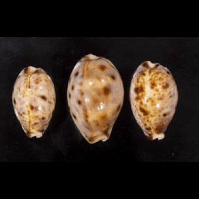 画像1: ニシノヒメホシダカラ