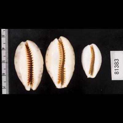 画像2: ニシノヒメホシダカラ