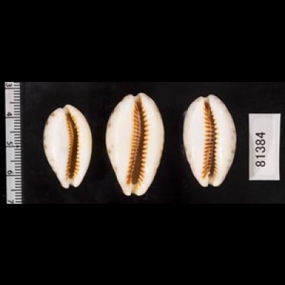 画像2: ニシノヒメホシダカラ