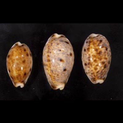 画像1: ニシノヒメホシダカラ