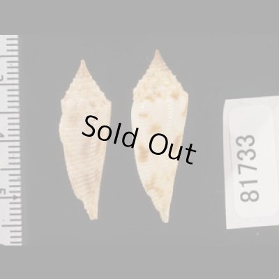 画像2: スベリホウオウイモ