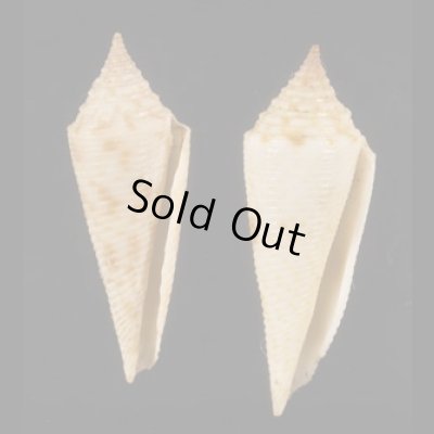 画像1: スベリホウオウイモ