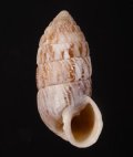Cerion tenuicallum ホソスジカレハオオタワラ (仮称)