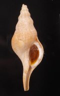 Chryseofusus graciliformis ヒメナガニシ