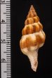 パーソンツノマタ Fusolatirus pearsonifig.2