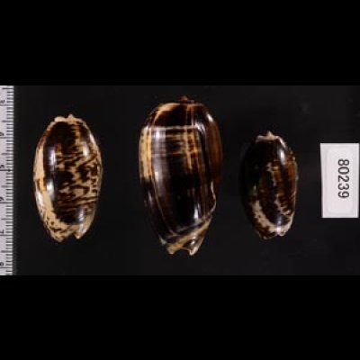 クロフクレマクラ (仮称) Oliva tigrina glandiformisfig.2