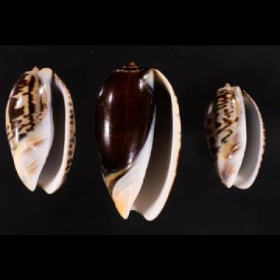 クロフクレマクラ (仮称) Oliva tigrina glandiformisfig.1