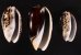 クロフクレマクラ (仮称) Oliva tigrina glandiformisfig.1
