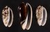 クロフクレマクラ (仮称) Oliva tigrina glandiformisfig.1