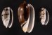 クロフクレマクラ (仮称) Oliva tigrina glandiformisfig.1