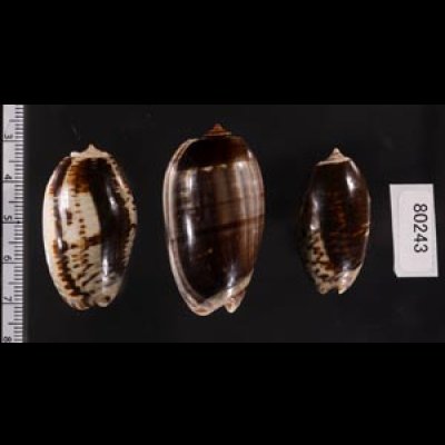 クロフクレマクラ (仮称) Oliva tigrina glandiformisfig.2