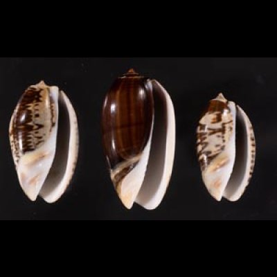 クロフクレマクラ (仮称) Oliva tigrina glandiformisfig.1