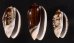 クロフクレマクラ (仮称) Oliva tigrina glandiformisfig.1