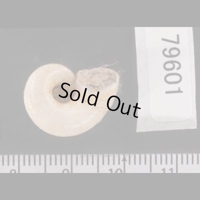コロンビアのヤマタニシの仲間　未詳 Aperostoma sp.fig.3