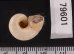 コロンビアのヤマタニシの仲間　未詳 Aperostoma sp.fig.3