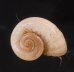 コロンビアのヤマタニシの仲間　未詳 Aperostoma sp.fig.1