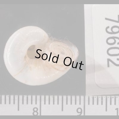 コロンビアのヤマタニシの仲間　未詳 Aperostoma sp.fig.3