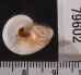 コロンビアのヤマタニシの仲間　未詳 Aperostoma sp.fig.3
