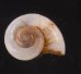 コロンビアのヤマタニシの仲間　未詳 Aperostoma sp.fig.1