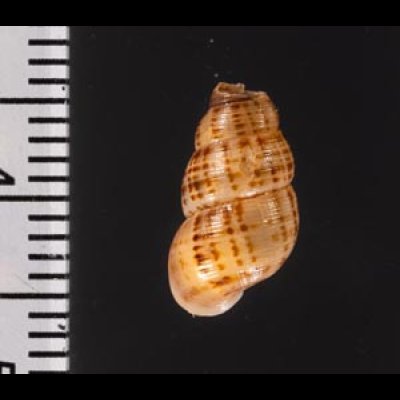 サグラホンクチヒレ (仮称) Chondropoma pictum sagrafig.2