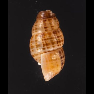 サグラホンクチヒレ (仮称) Chondropoma pictum sagrafig.3