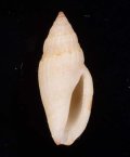 Eucithara conohelicoides ハブタエコトツブ