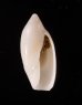 チャガスリボタル (仮称) Ancilla culiereifig.1