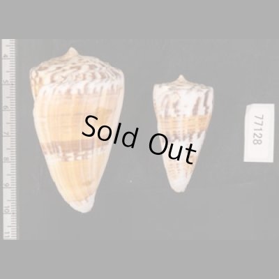 マラッカイモ Conus malacanusfig.2