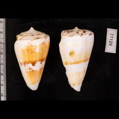 マラッカイモ Conus malacanusfig.2