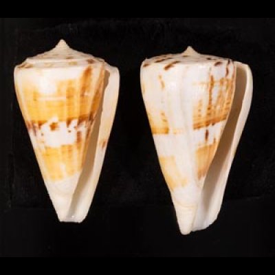 マラッカイモ Conus malacanusfig.1