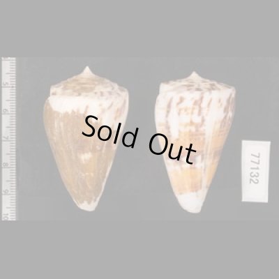 マラッカイモ Conus malacanusfig.2