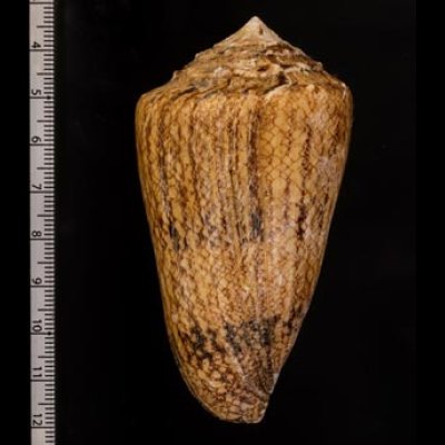 マサゴイモ Conus araneosus araneosusfig.2