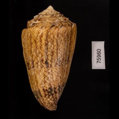 マサゴイモ Conus araneosus araneosusfig.3