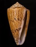 Conus araneosus araneosus マサゴイモ