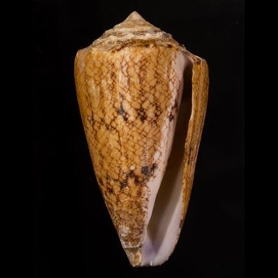 マサゴイモ Conus araneosus araneosusfig.1