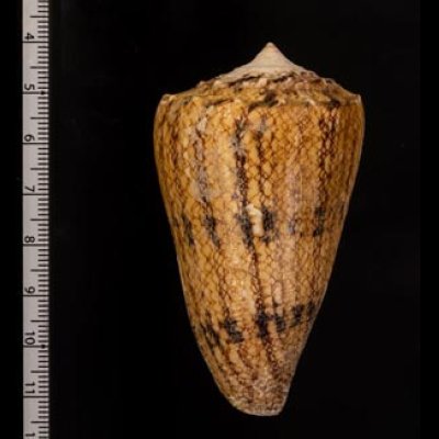 マサゴイモ Conus araneosus araneosusfig.2