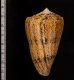 マサゴイモ Conus araneosus araneosusfig.2