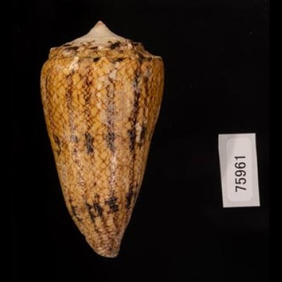 マサゴイモ Conus araneosus araneosusfig.3