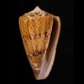 Conus araneosus araneosus マサゴイモ