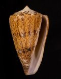 Conus araneosus araneosus マサゴイモ